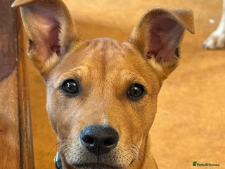 Mixed Breed dogs 7 month old female - Advert 1