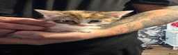 Mixed Breed cats for sale: 3 beautiful kittens ready for there new homes  - Advert 2