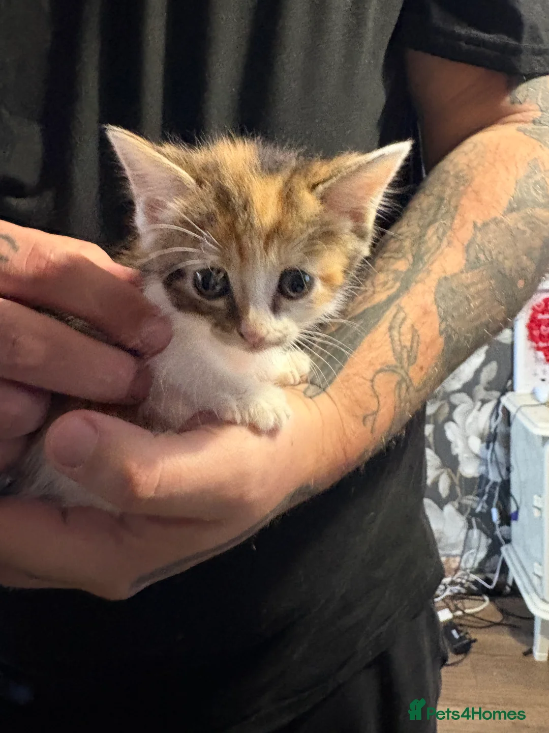 Mixed Breed cats for sale: 3 beautiful kittens ready for there new homes  - Advert 2