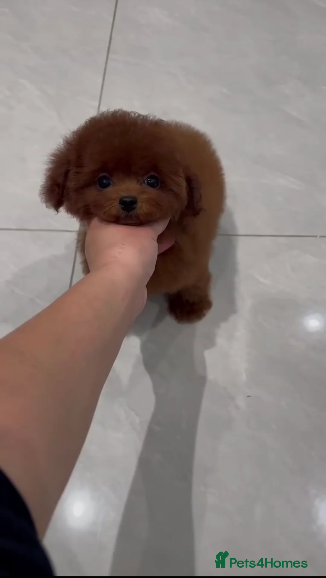 Poodle dogs for sale: Imported Asian Poodle Puppies Form China 🇨🇳🥰 - Advert 4