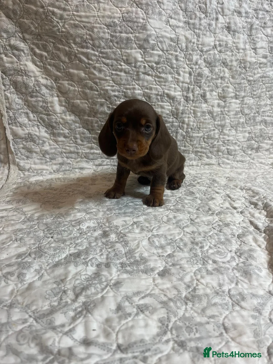 Miniature Dachshund dogs for sale: 🤩 2 stunning miniature dachshund 🤩 - Advert 5