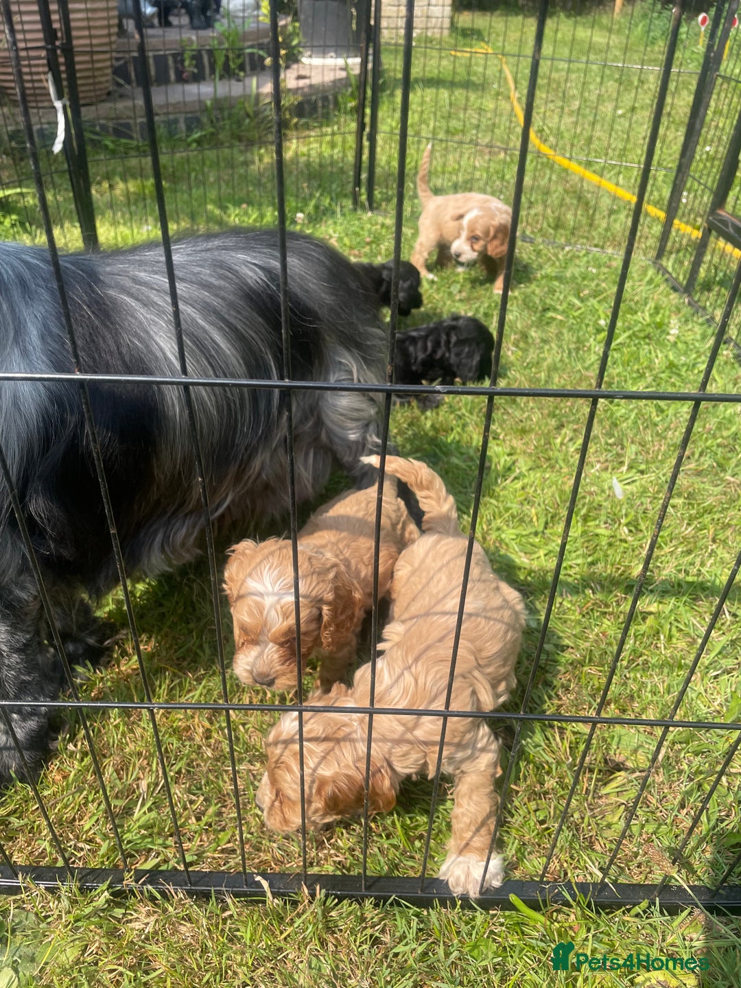 Cockapoo dogs for sale: Beautiful show cockapoo puppies - Image 3