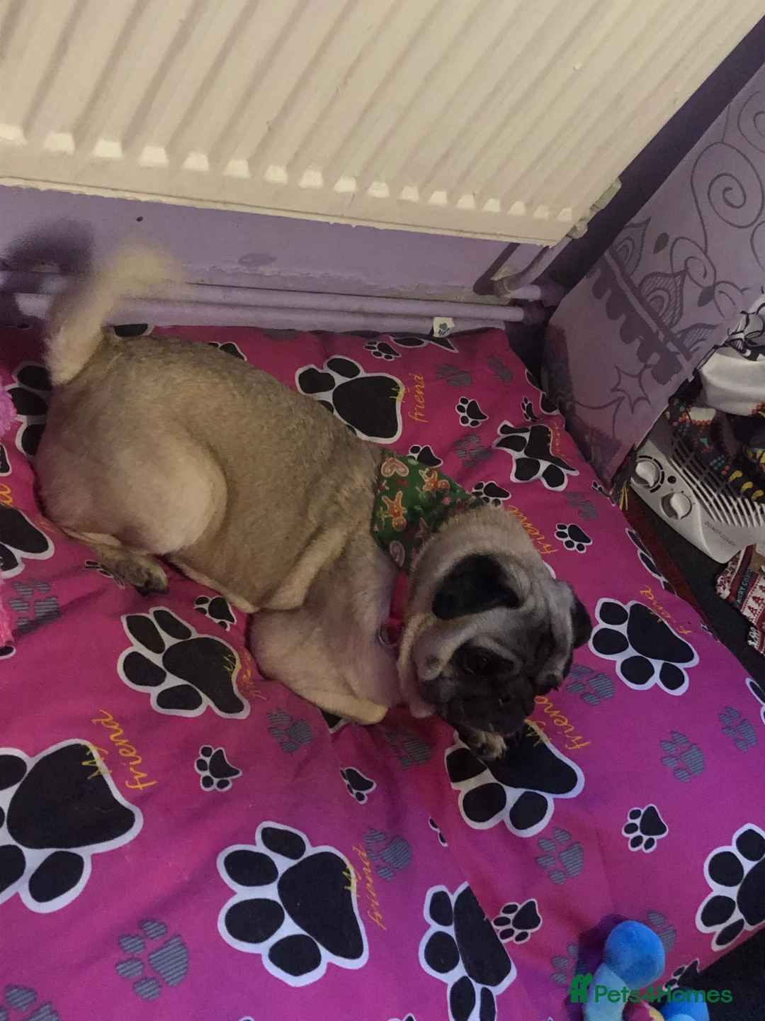 Pug dogs for sale: Female pug  - Advert 2