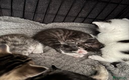 Bengal cats for sale: Kittens  - Image 8