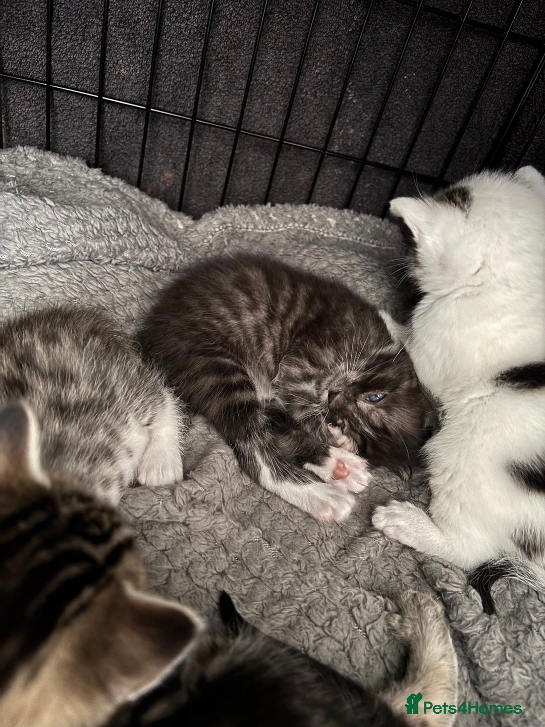Bengal cats for sale: Kittens  - Image 8