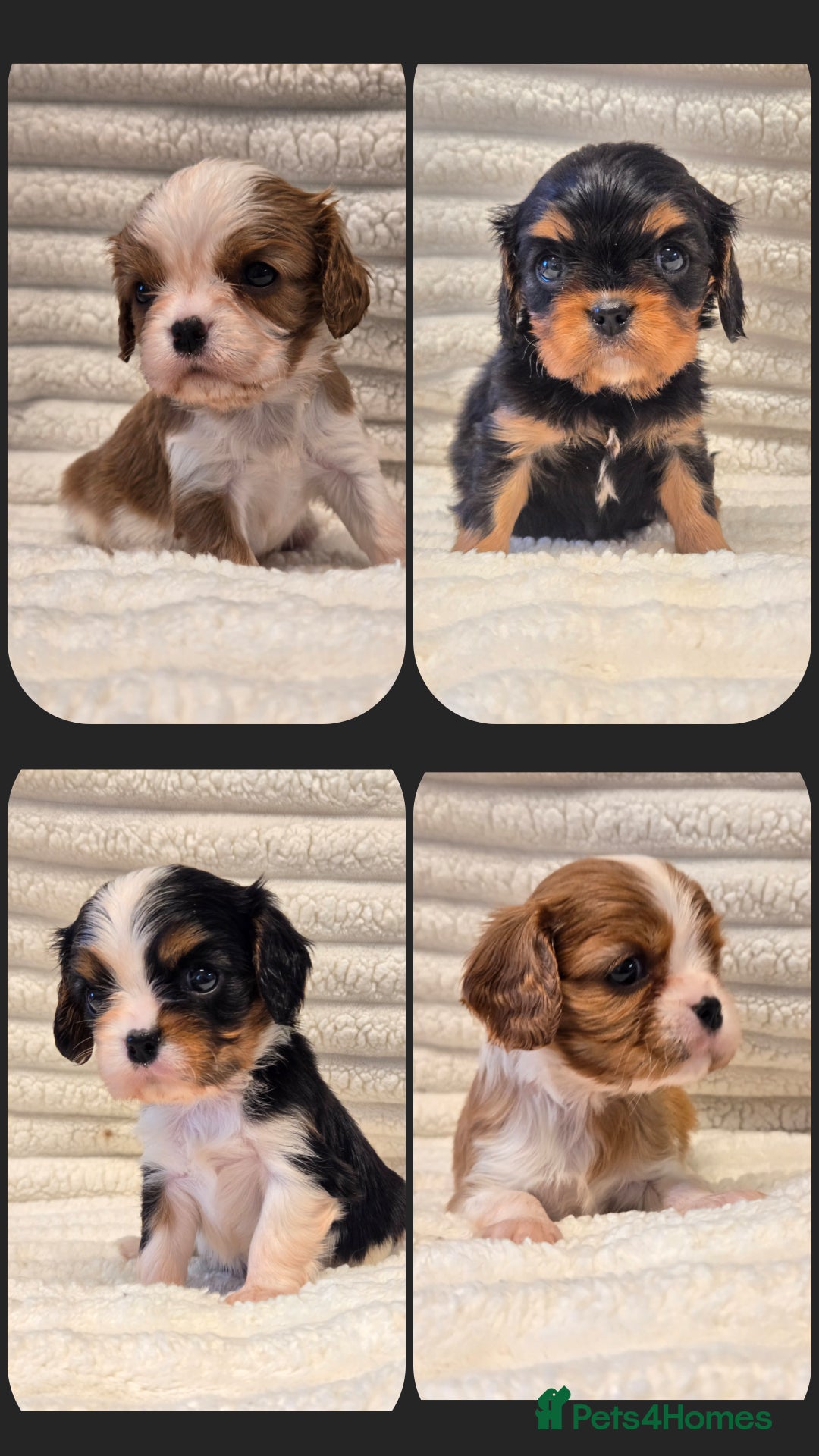 Cavalier King Charles Spaniel dogs for sale: KC Reg fully health tested parents cavvie pups  - Advert 1