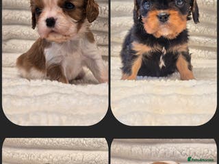 Cavalier King Charles Spaniel dogs KC Reg fully health tested parents cavvie pups - Advert 4