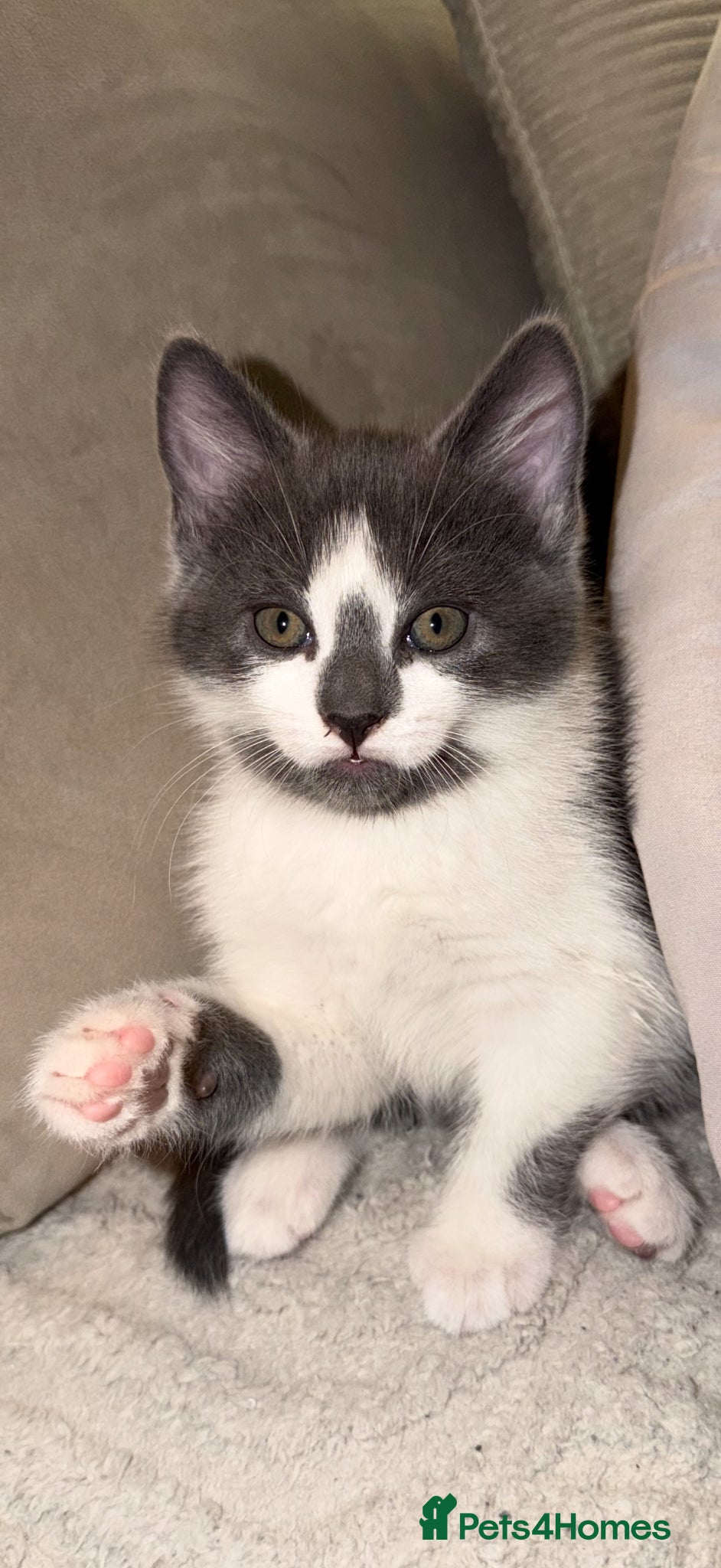 Mixed Breed cats Gorgeous white and grey male  - Advert 1