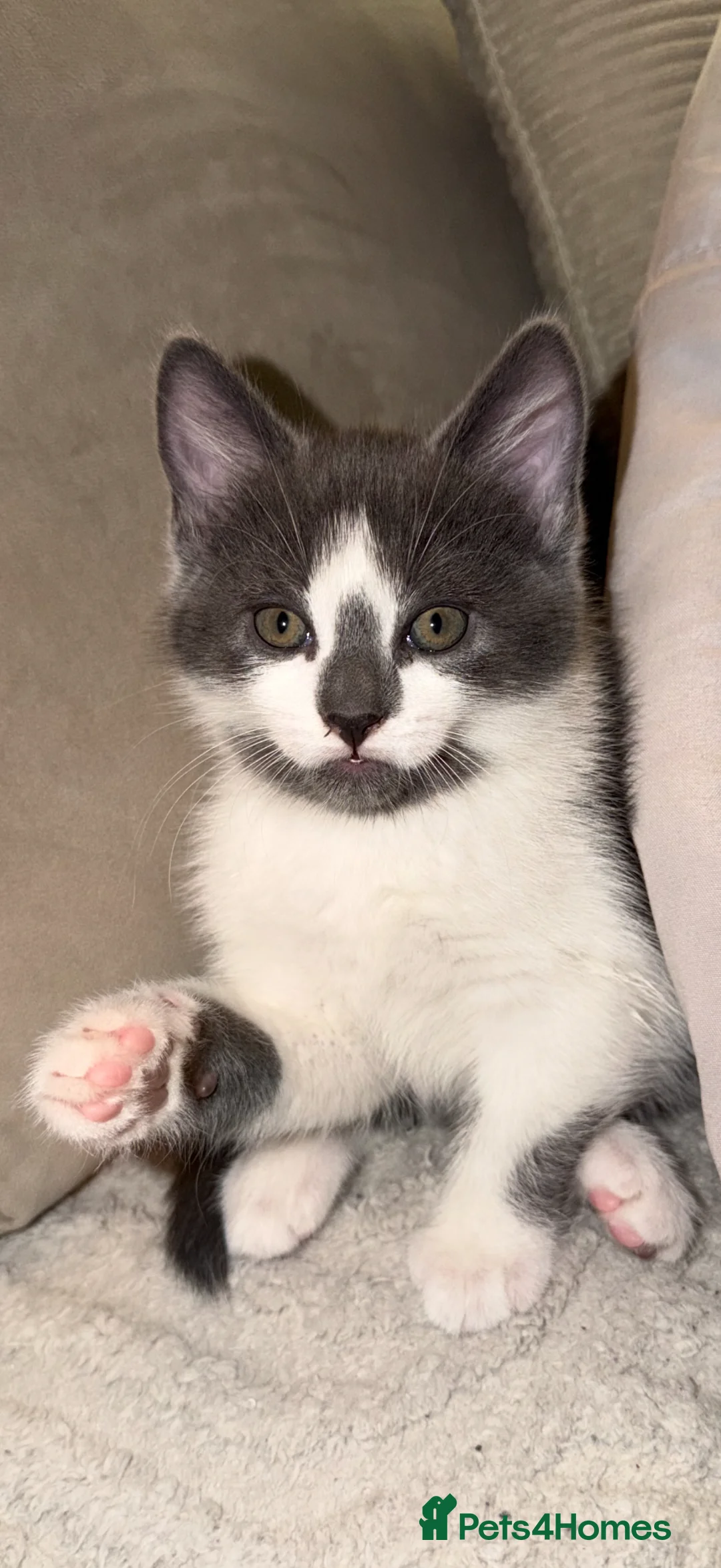 Mixed Breed cats for sale: Gorgeous white and grey male  - Advert 1
