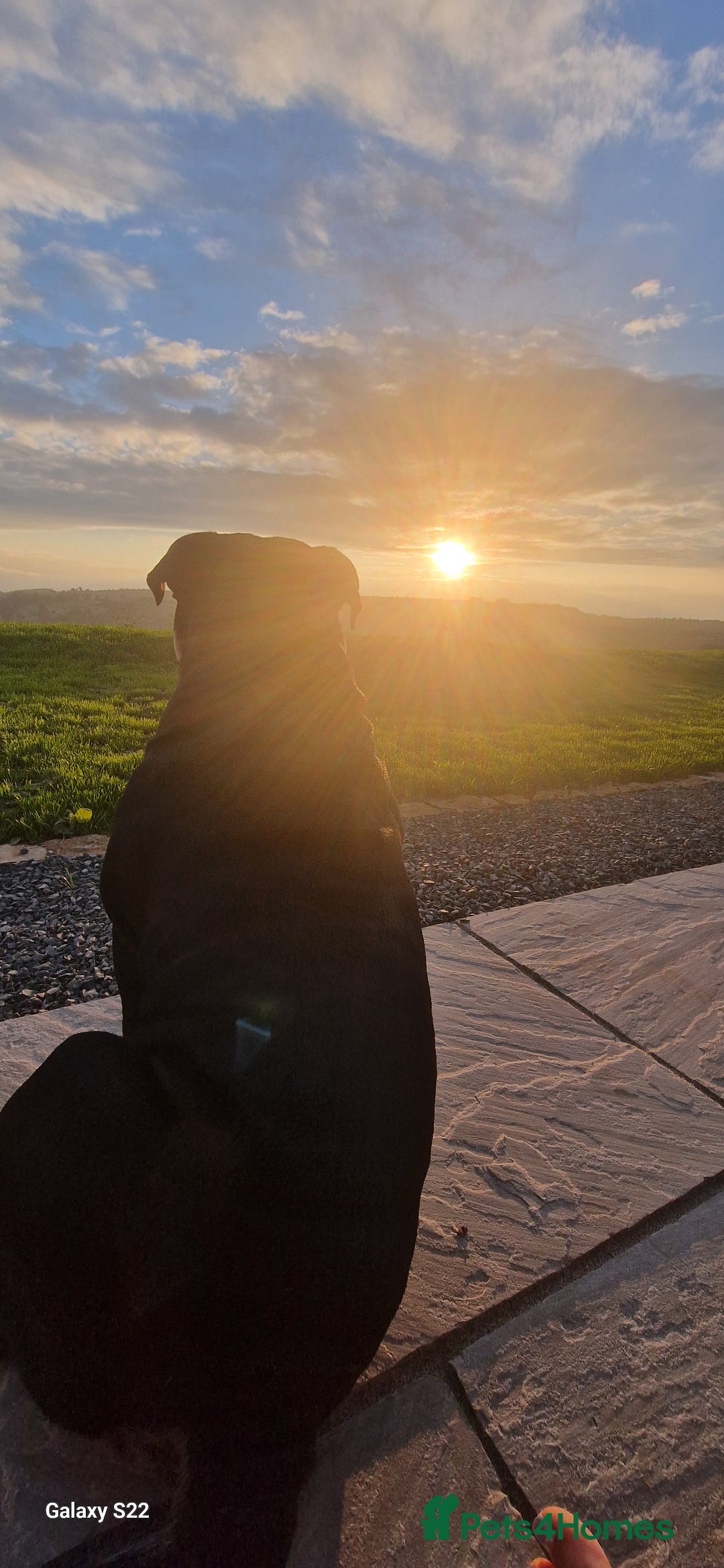 Olde English Bulldogge dogs for stud: Vinnie the olde english bulldogge - Advert 9