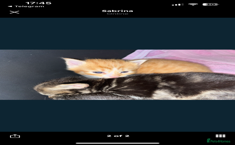 Siberian cats - Advert 2