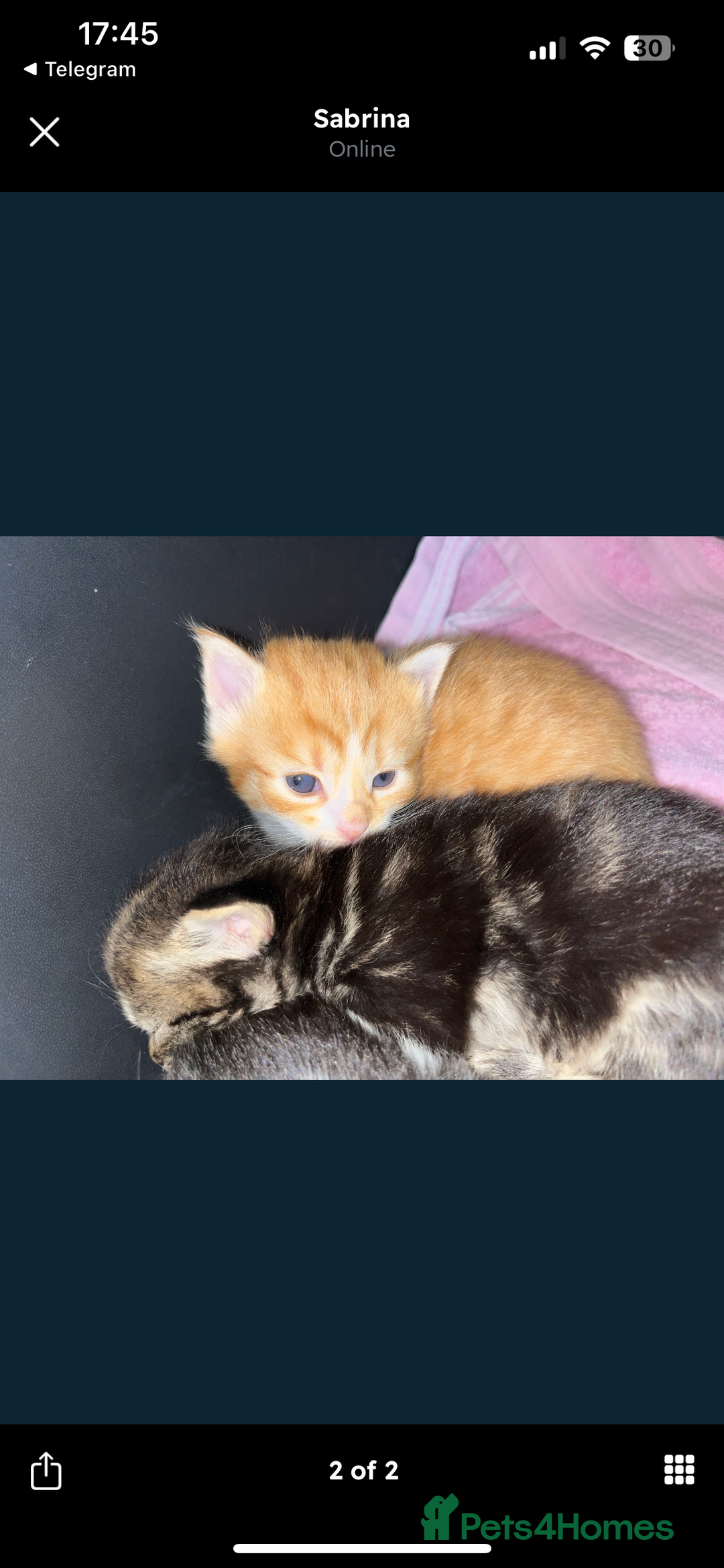 Siberian cats for sale: Kittens  - Image 1