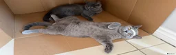 British Shorthair cats for sale: Ready for new homes - British Shorthair Kittens - Advert 5