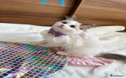 Ragdoll cats for sale: GCCF, They are ready for their new home. - Image 1