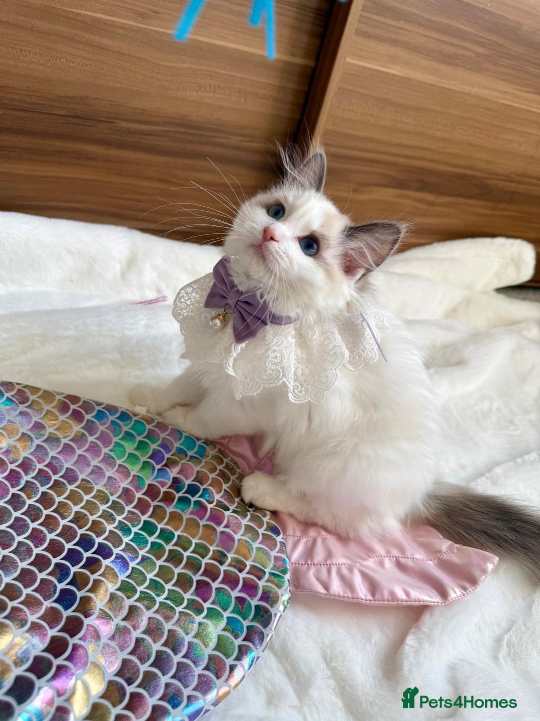 Ragdoll cats for sale: GCCF, They are ready for their new home. - Image 1