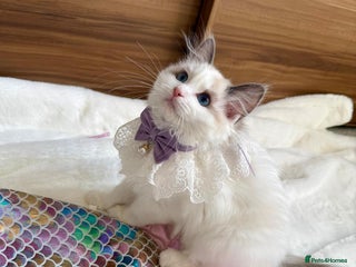 Ragdoll cats - Advert 2
