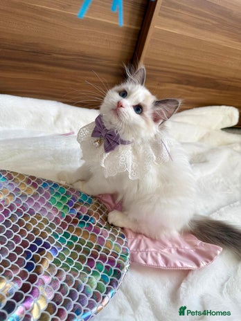 Ragdoll cats - Advert 15