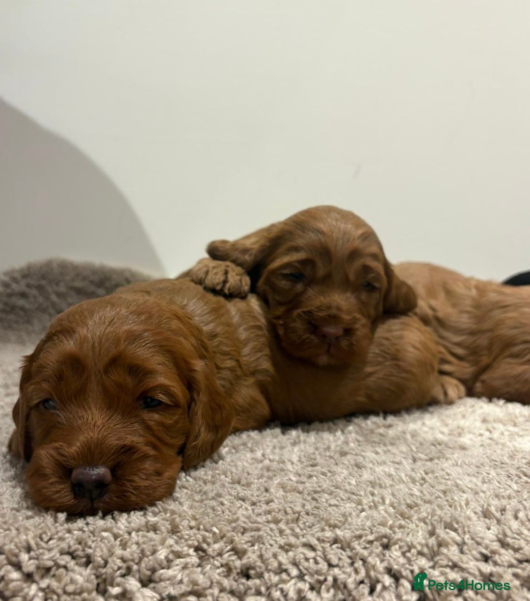 Cockapoo dogs for sale: Stunning cockapoo girls with health tested parents - Advert 13