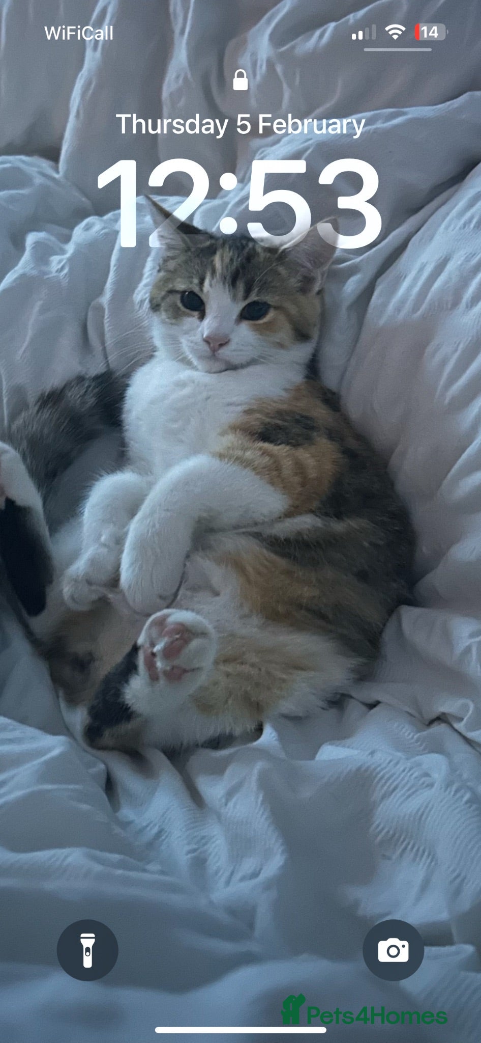 Mixed Breed cats 3 kittens for sale  - Advert 1