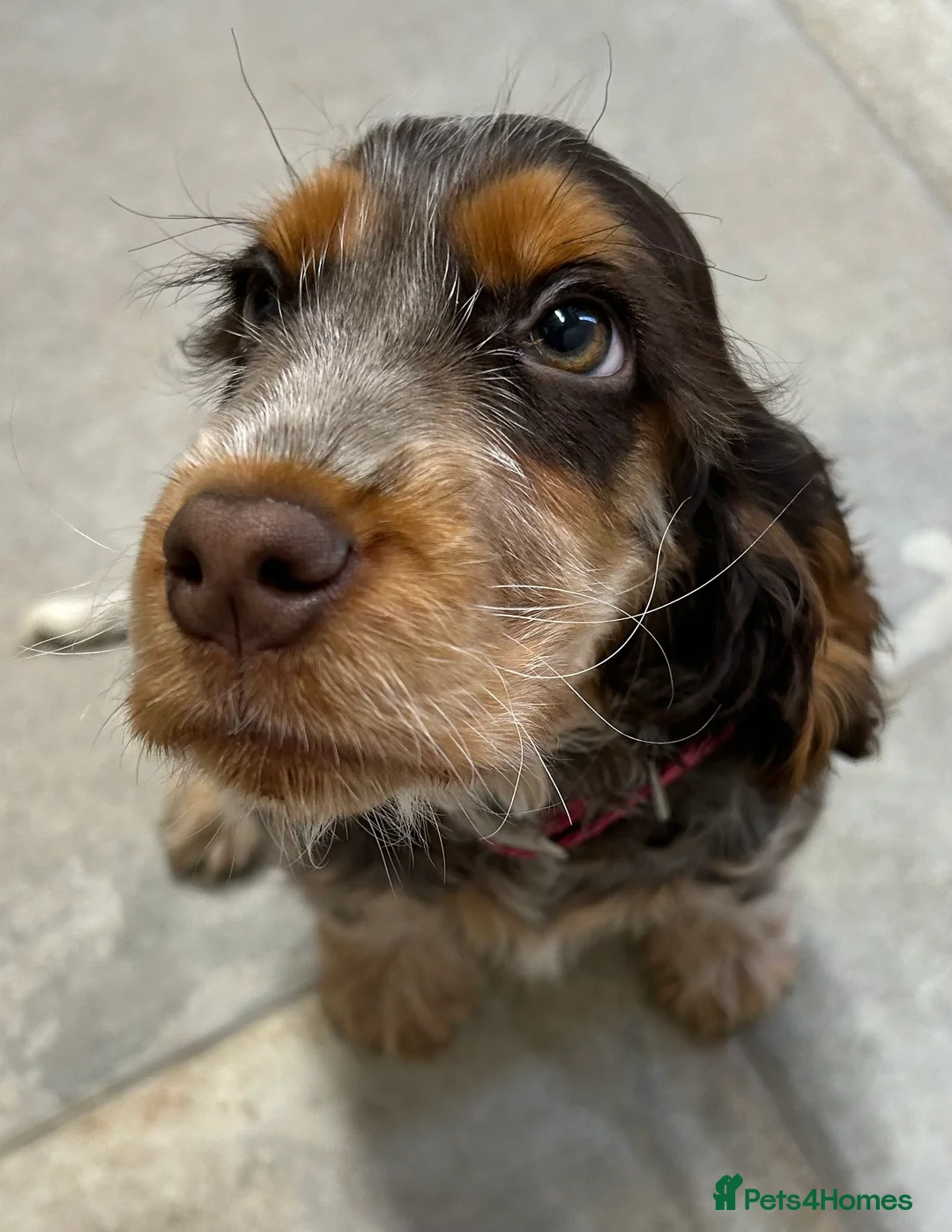 Cocker Spaniel dogs for sale: Show Cocker Girl pup - fantastic pedigree  - Advert 1