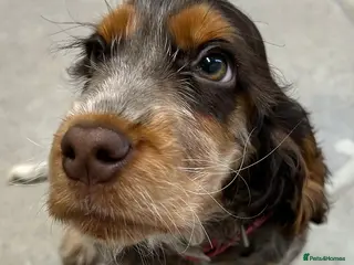 Cocker Spaniel dogs Show Cocker Girl pup - fantastic pedigree - Advert 1