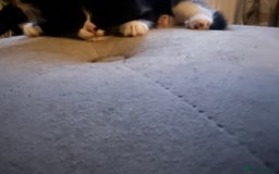 Maine Coon cats for sale: 4 very fluffy kittens - Image 13