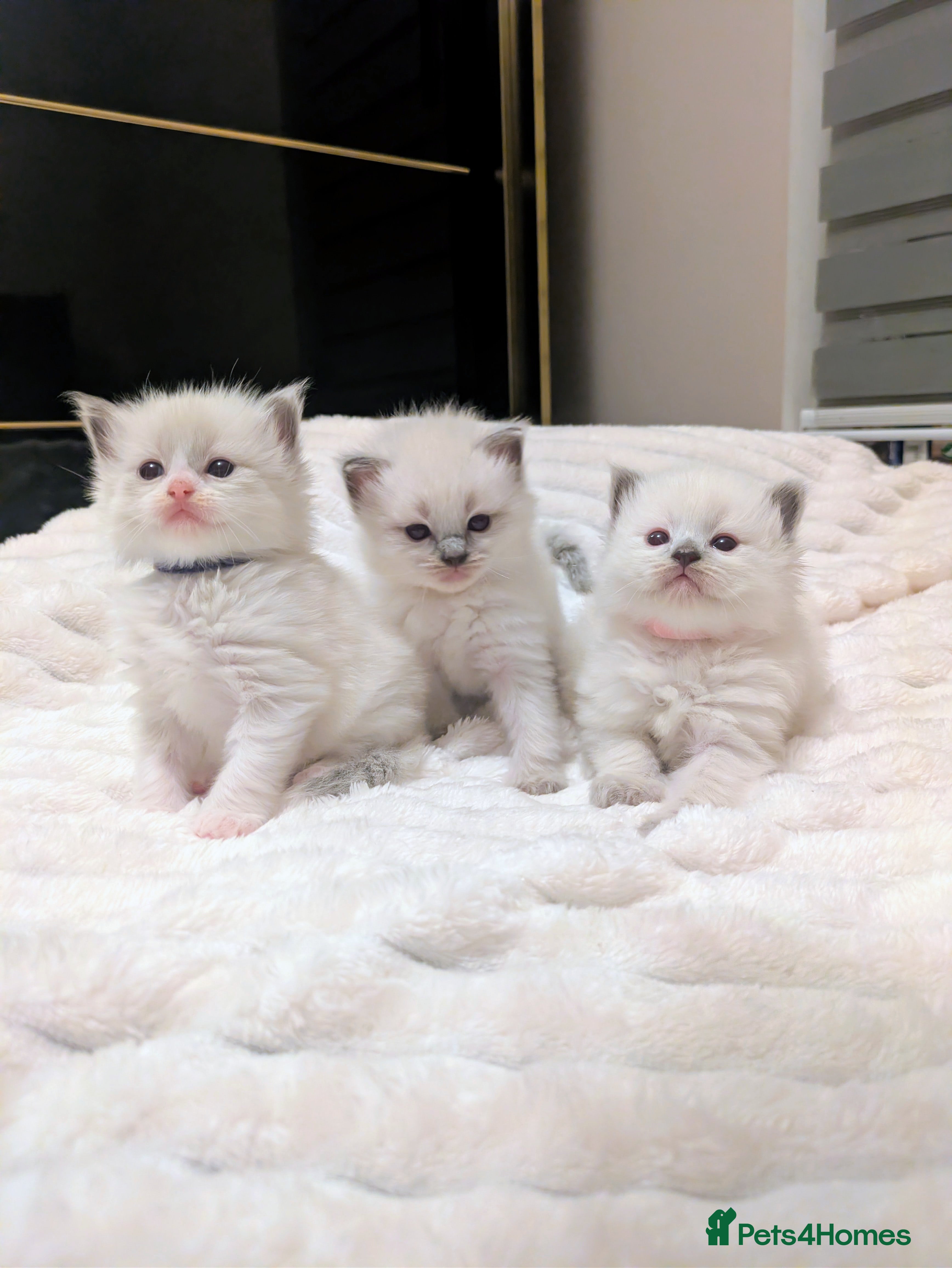 Ragdoll cats 5 beautiful kittens pure Ragdoll  - Advert 4