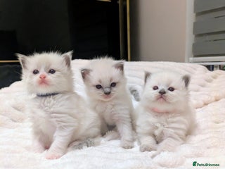 Ragdoll cats 5 beautiful kittens pure Ragdoll - Advert 1