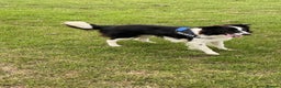 Border Collie dogs for sale: Border collie  - Advert 1