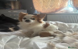 Mixed Breed dogs for sale: French bullhuahua - Image 39