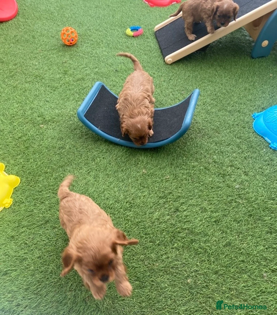 Cavalier King Charles Spaniel dogs for sale: Reg. Cavalier King Charles puppies Ruby colour in Luton - Advert 2