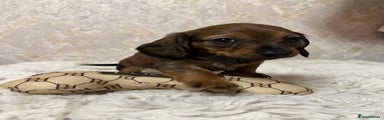 Miniature Dachshund Puppy 4