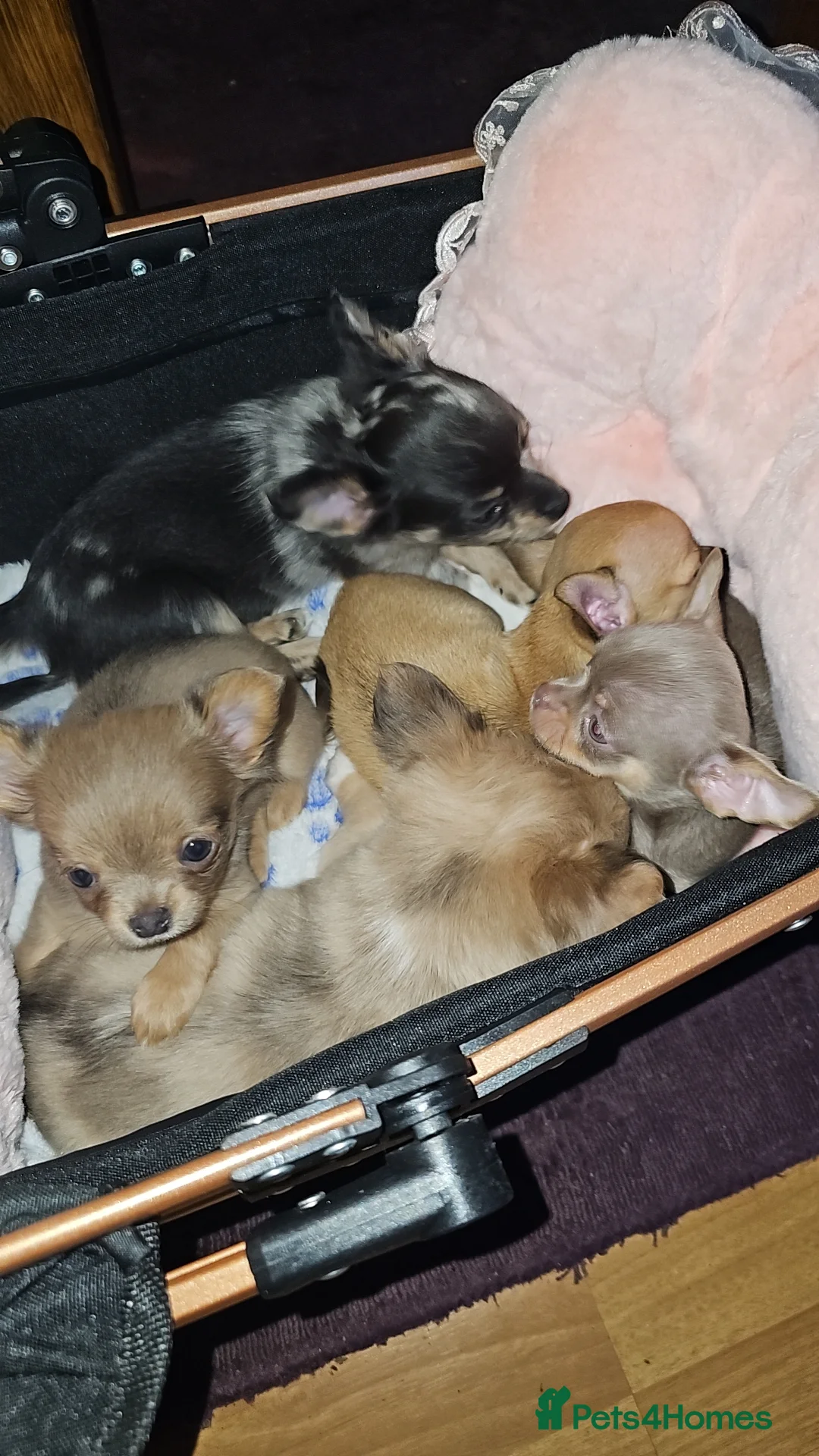 Chihuahua dogs for sale: Chiuahuah pups......lilac merle, fawn, white brown - Advert 30