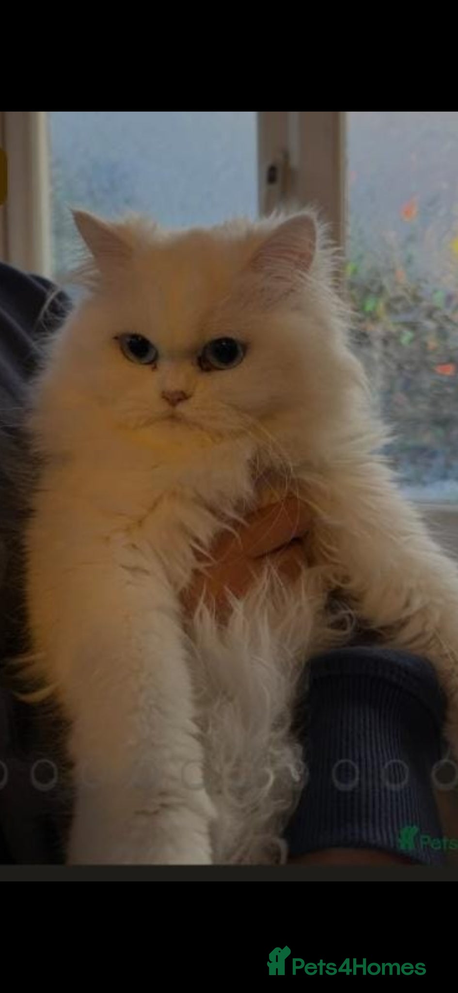 Persian cats Persion beautiful male kitten  - Advert 2