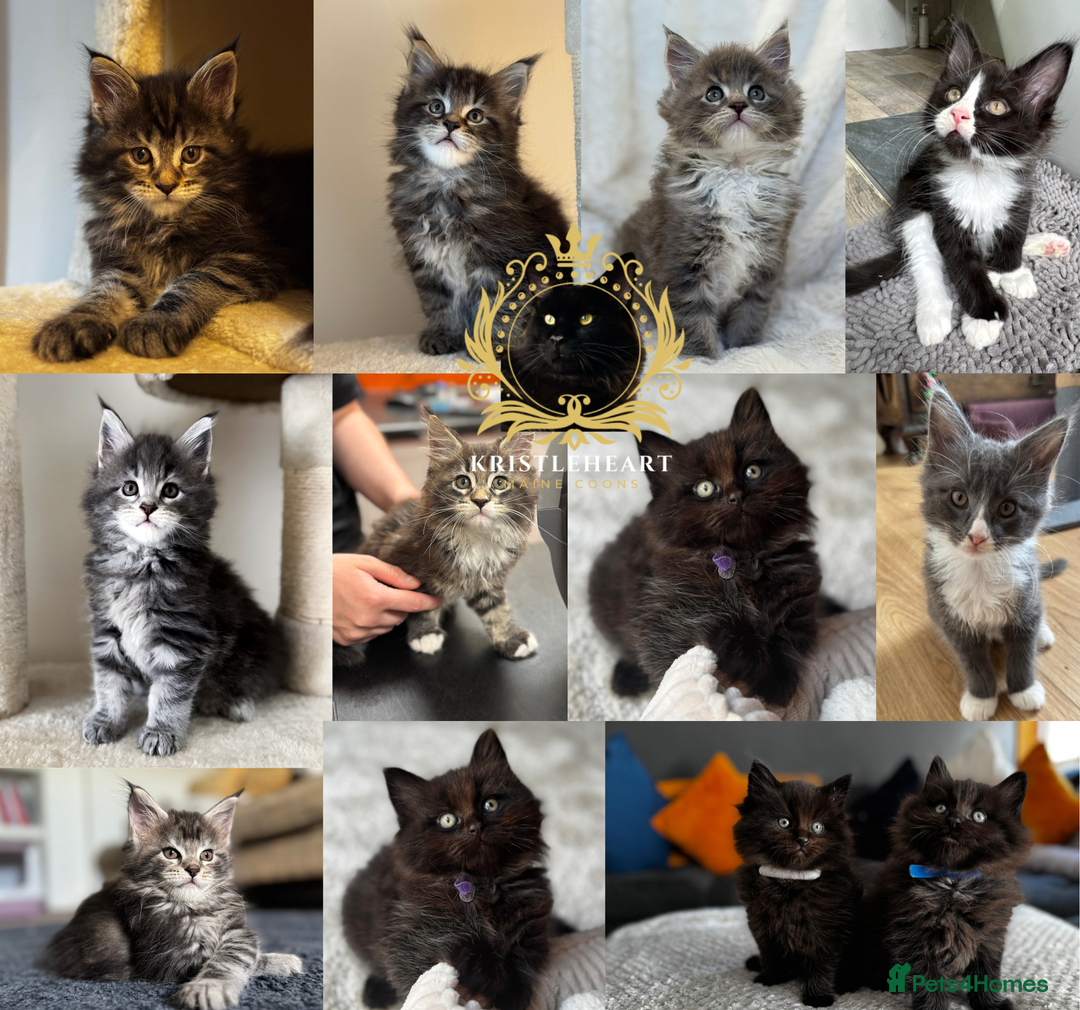 Maine Coon cats for stud: GCCF/TICA KING-SIZE STUD  in Dunfermline - Image 3
