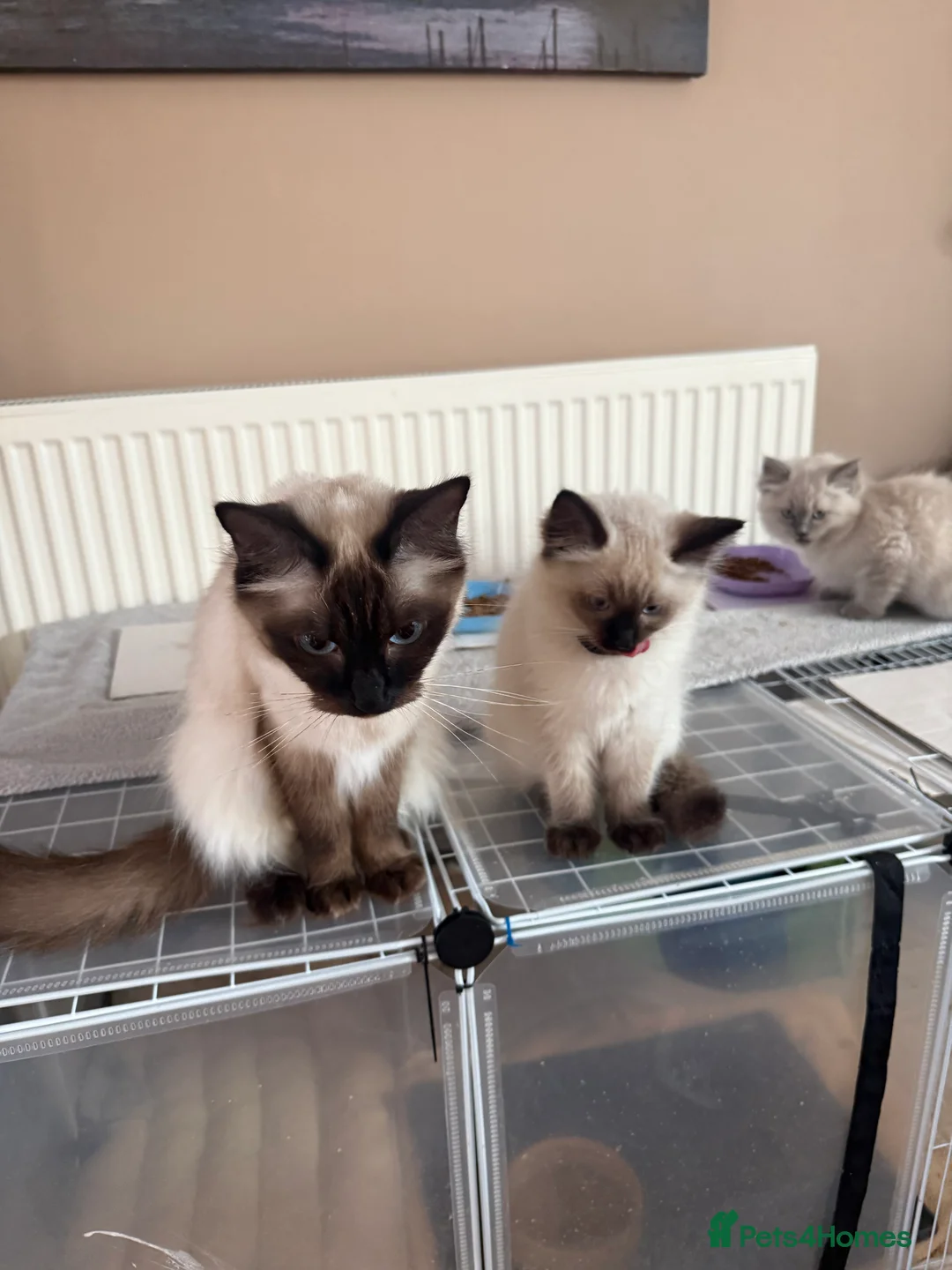 Ragdoll cats for sale: REDUCED 2 for £700 Male Ragdolls  - Advert 2