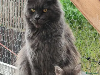 Maine Coon cats Stunning pedigree Maine coon kittens - Advert 2