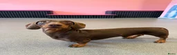 Dachshund dogs for stud: Chocolate and tan miniature dachshund for stud - Advert 2