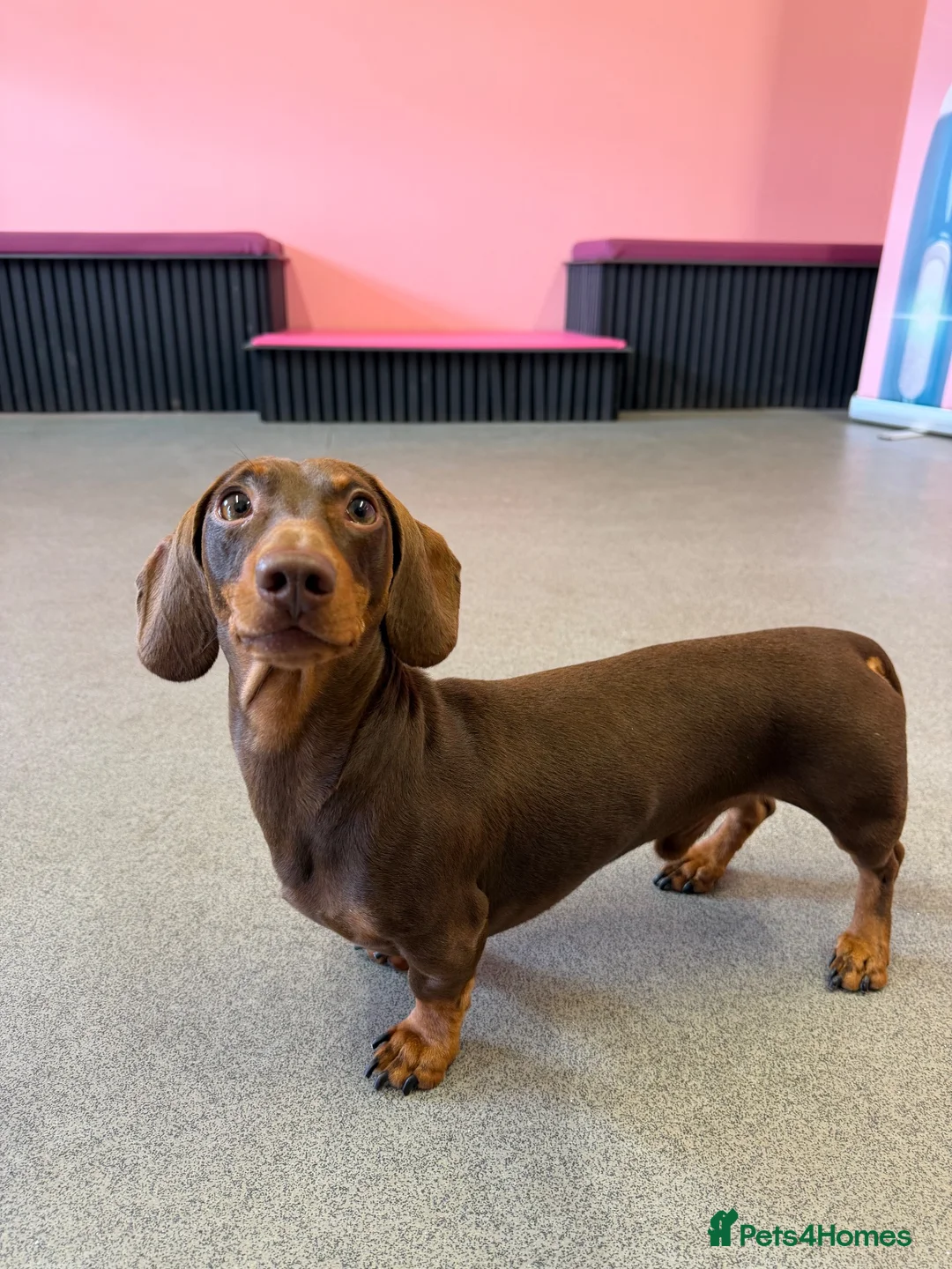 Dachshund dogs for stud: Chocolate and tan miniature dachshund for stud - Advert 2