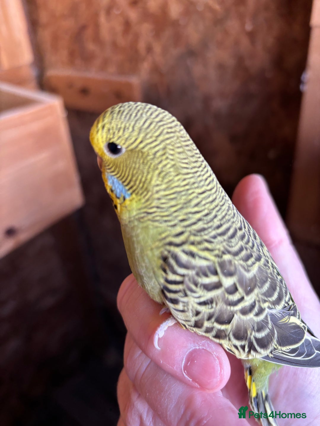 Budgerigars birds for sale: Young Budgies  - Image 7