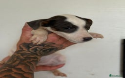 Jack Russell dogs for sale: Jack Russell  - Image 5