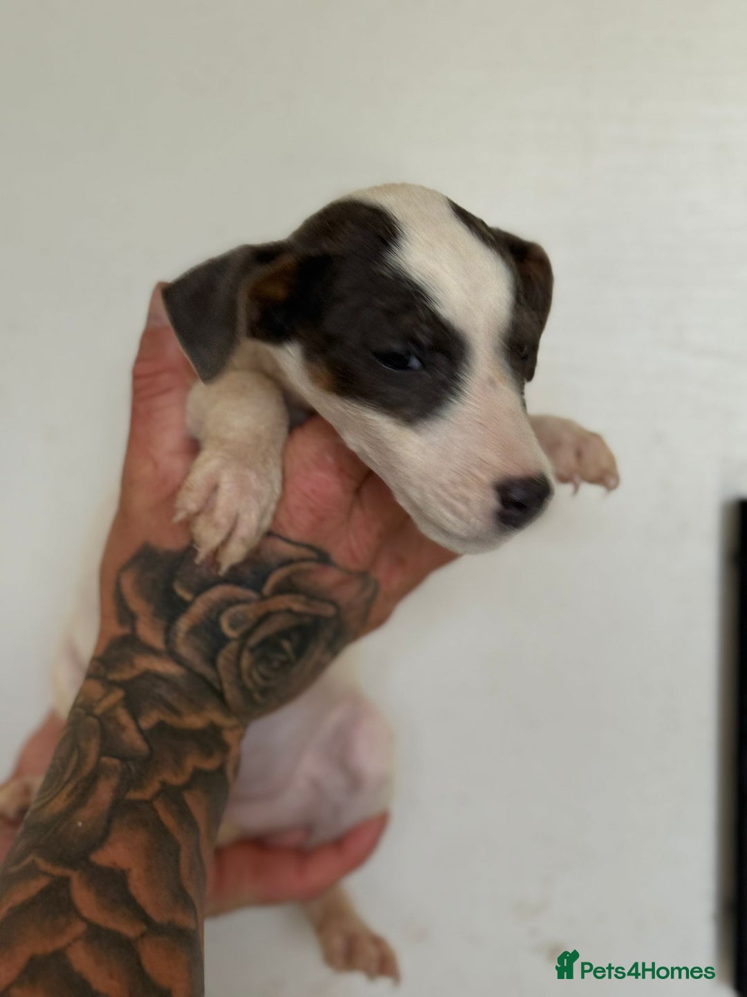 Jack Russell dogs for sale: Jack Russell  - Image 5