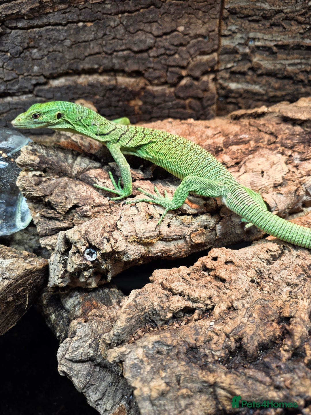 Monitor reptiles for sale: Male Green Tree Monitor - Advert 3