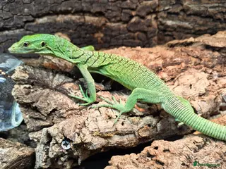 Monitor reptiles Male Green Tree Monitor - Advert 12