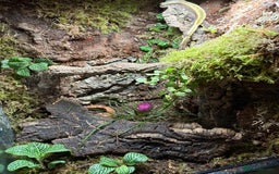 Gecko reptiles for sale: Custom back drops - Image 3