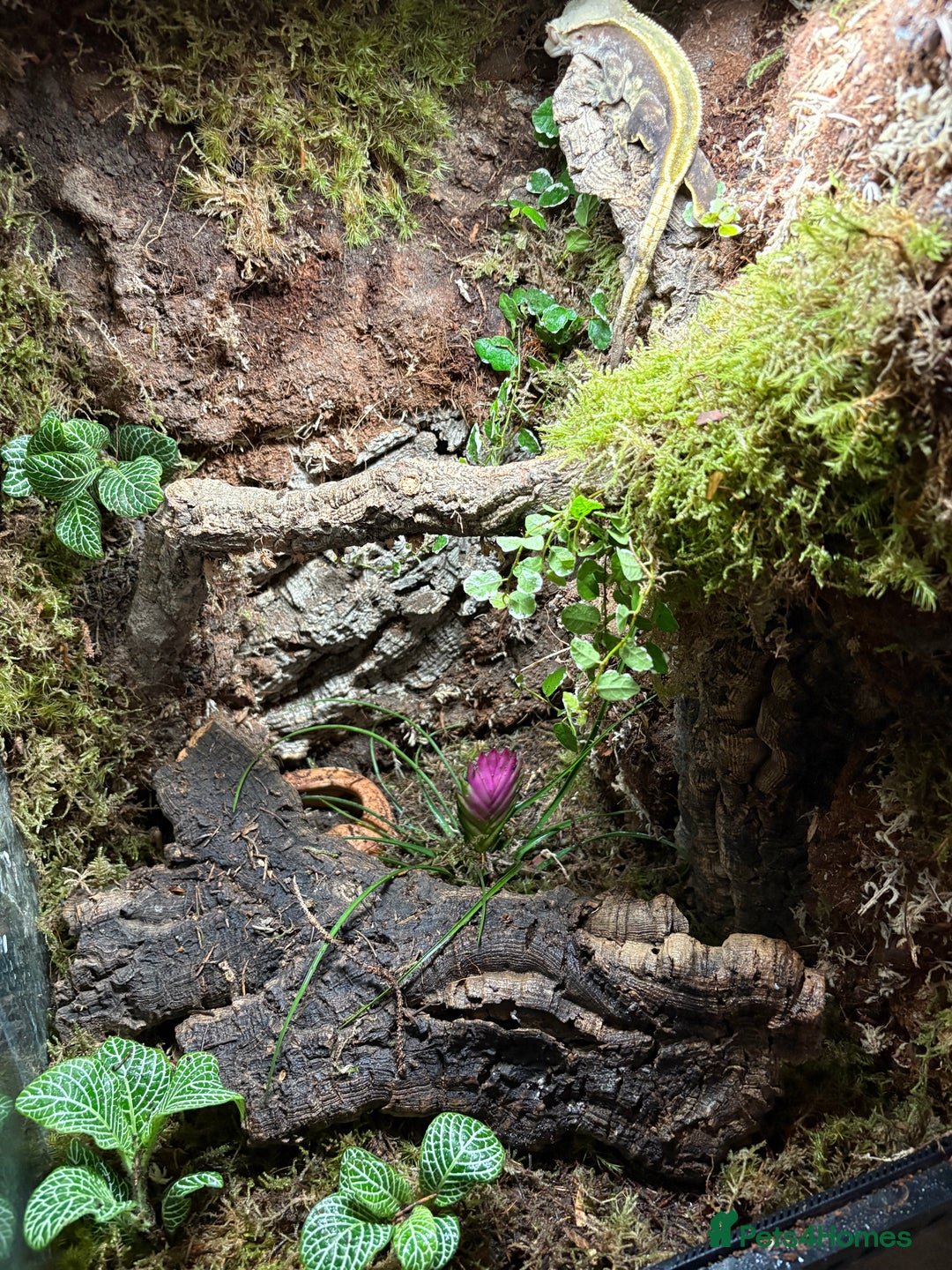 Gecko reptiles for sale: Custom back drops - Image 3