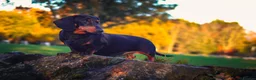 Miniature Dachshund dogs for sale: IVDD screened parents, 11mth old B&t girl  in Bridgnorth - Advert 8