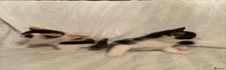 Mixed Breed cats for sale: Ragdoll mixed kittens 🐈‍⬛  - Advert 5