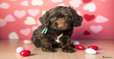 Cockapoo dogs - Advert 6