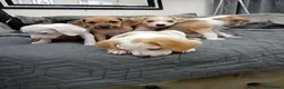 Mixed Breed dogs for sale: Beagle x staffy puppies 8 weeks in Rowley Regis - Advert 6